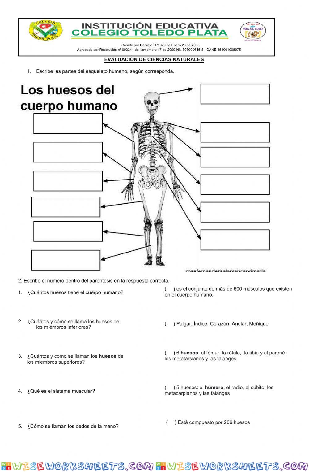 Procesos vitales y funcionamiento de los seres vivos sistema óseo y