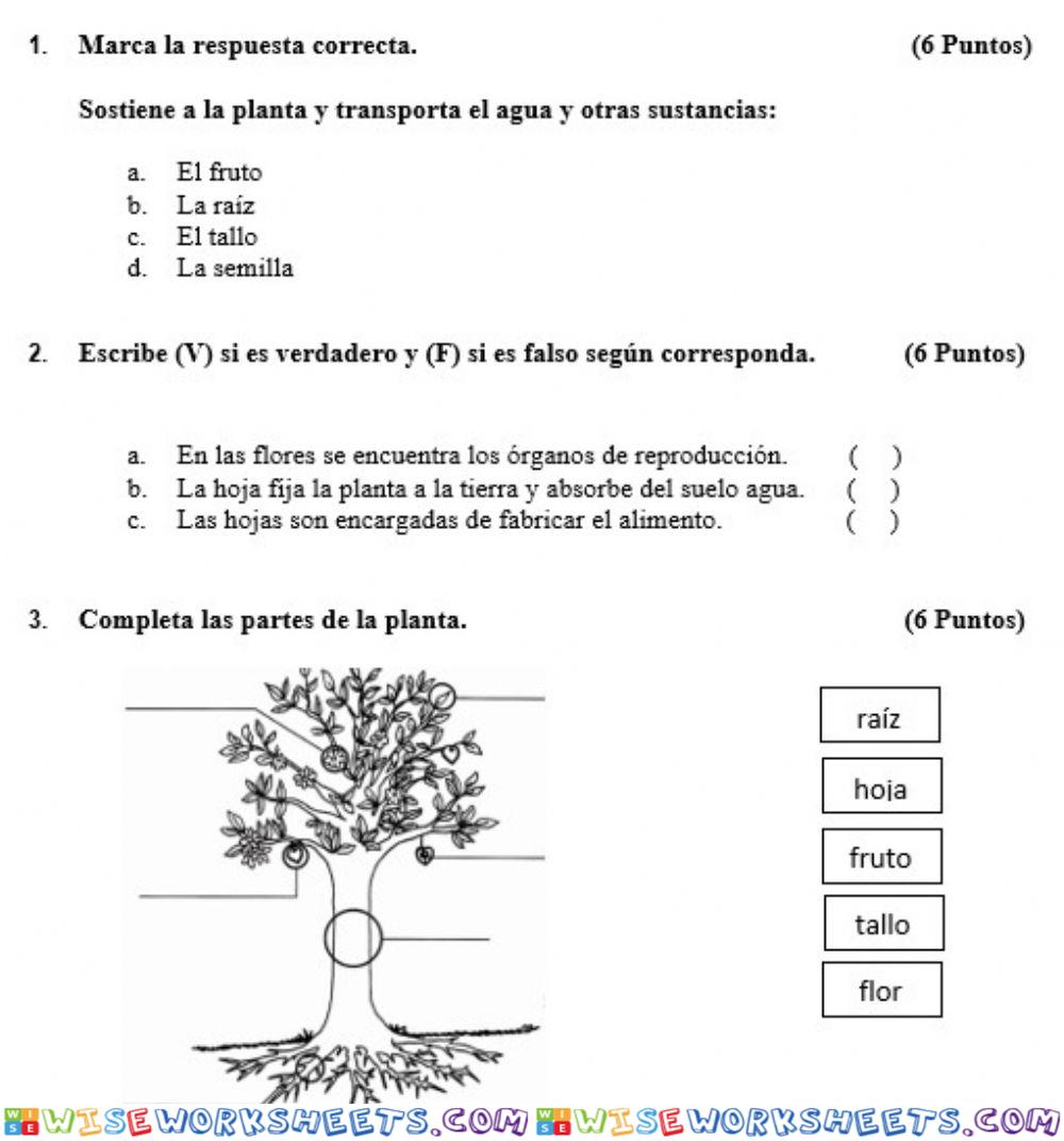 La planta