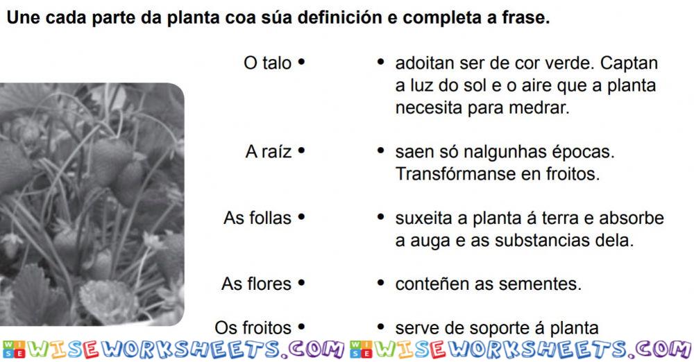 Une cada parte da planta coa súa definición e completa a frase