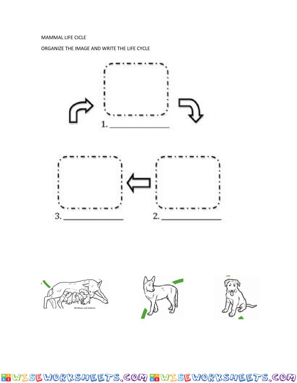 Life cycle