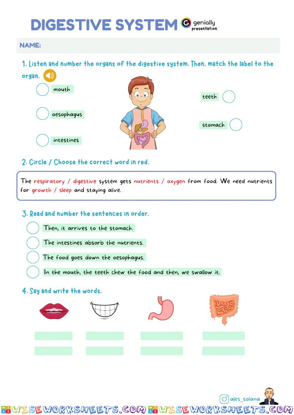 Digestive system