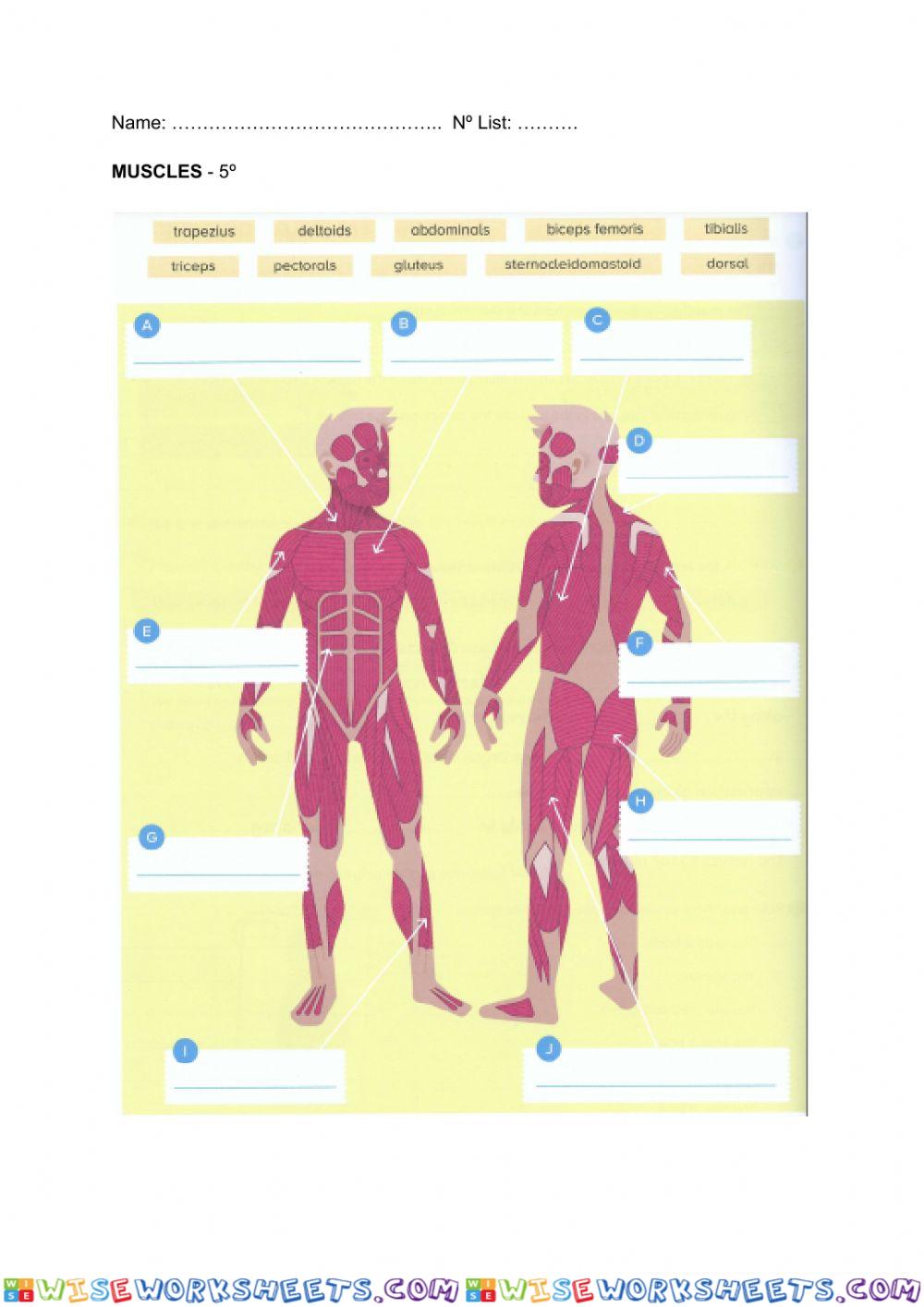 Muscles