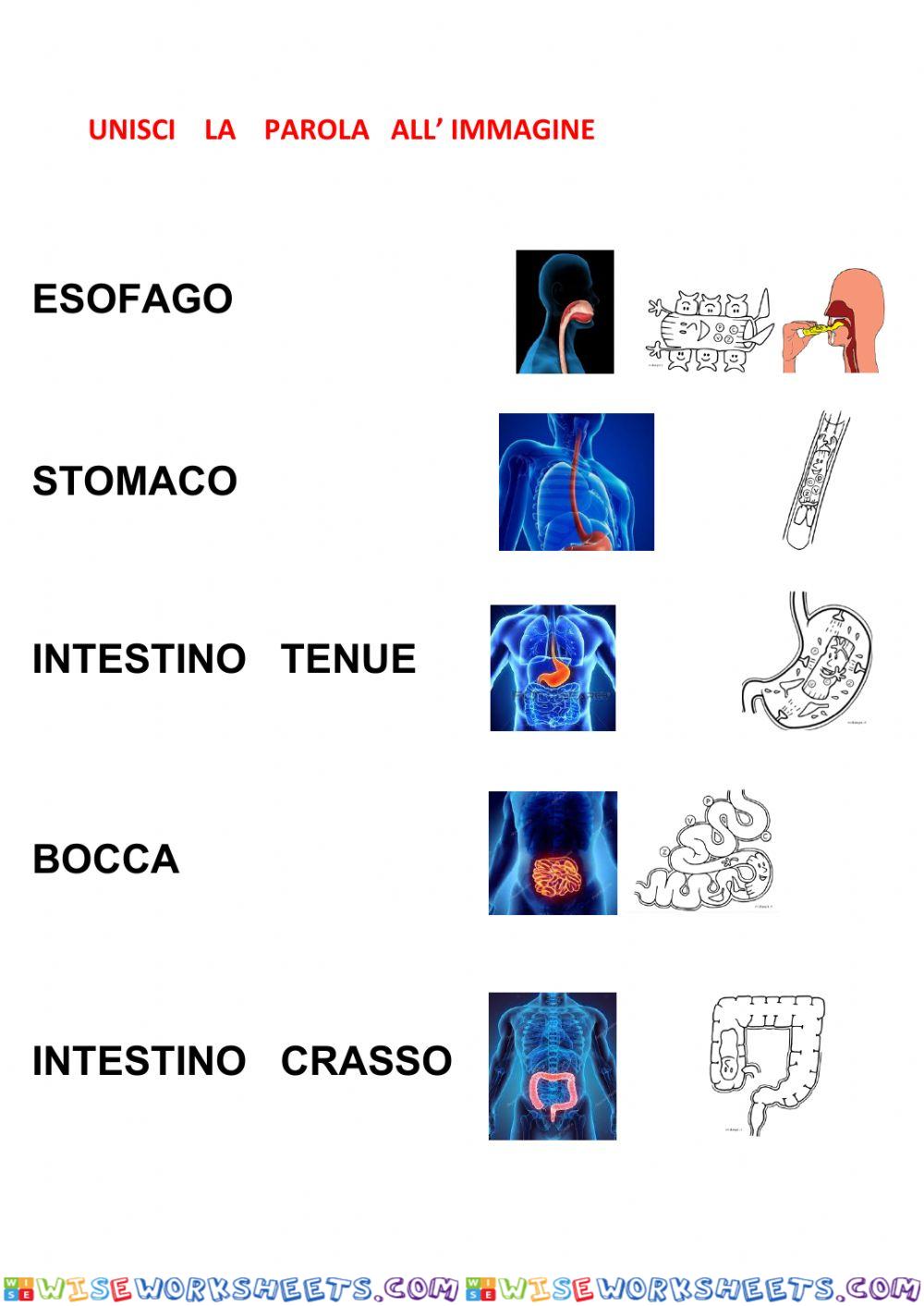 Apparato digerente unione con linee