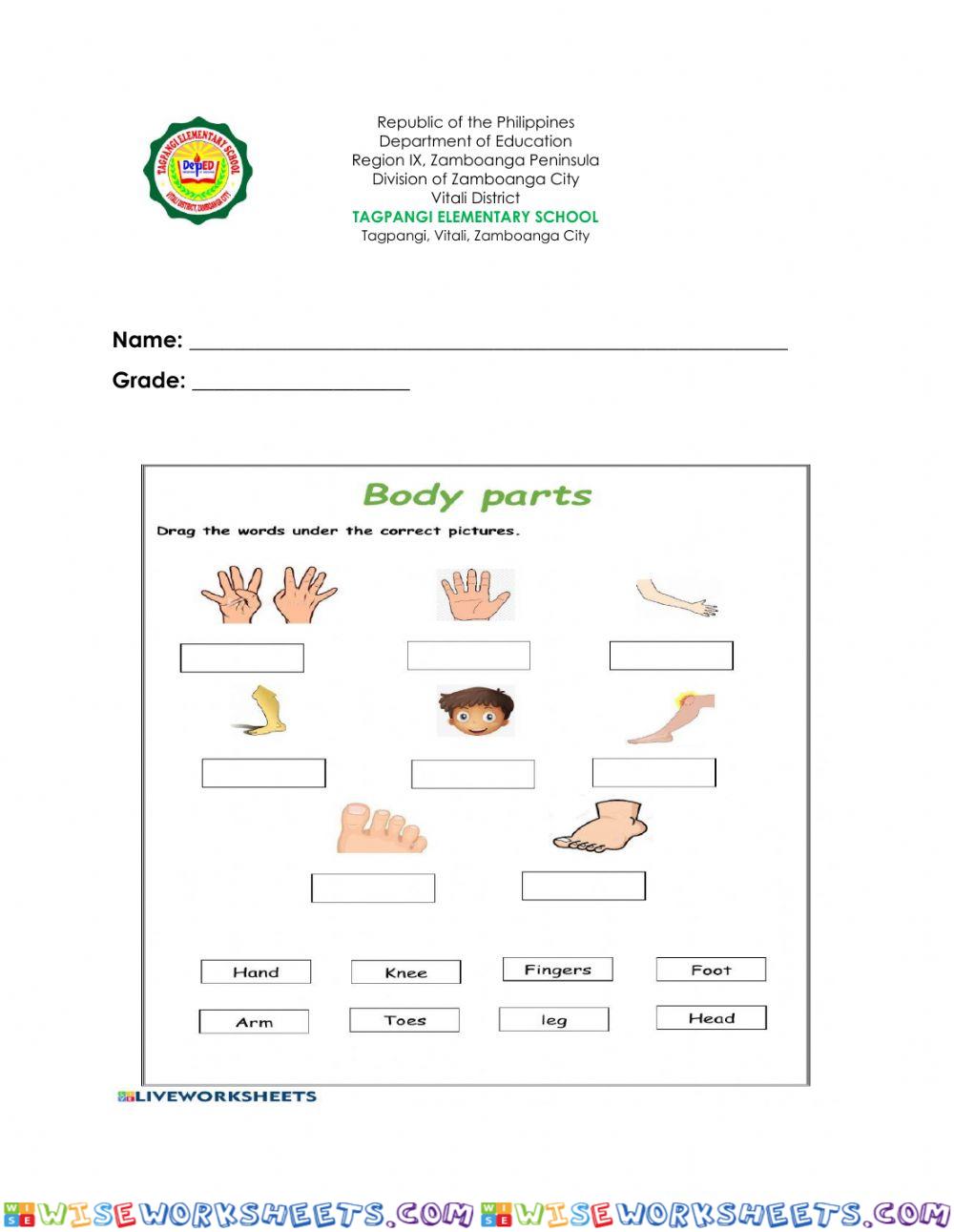 Parts of the body