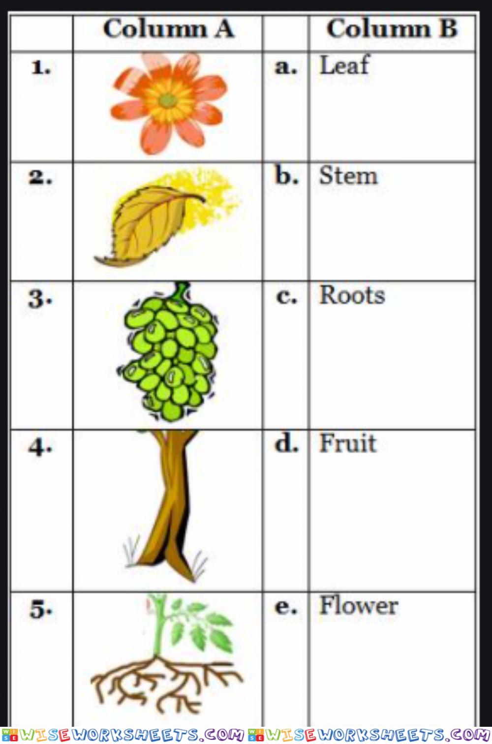 Parts of a Plant