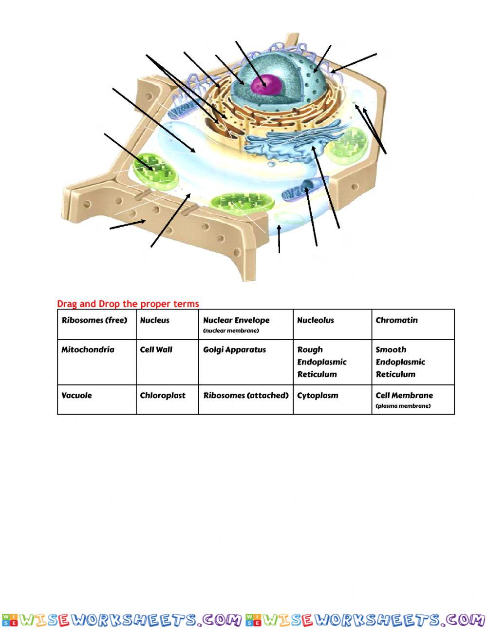 worksheet