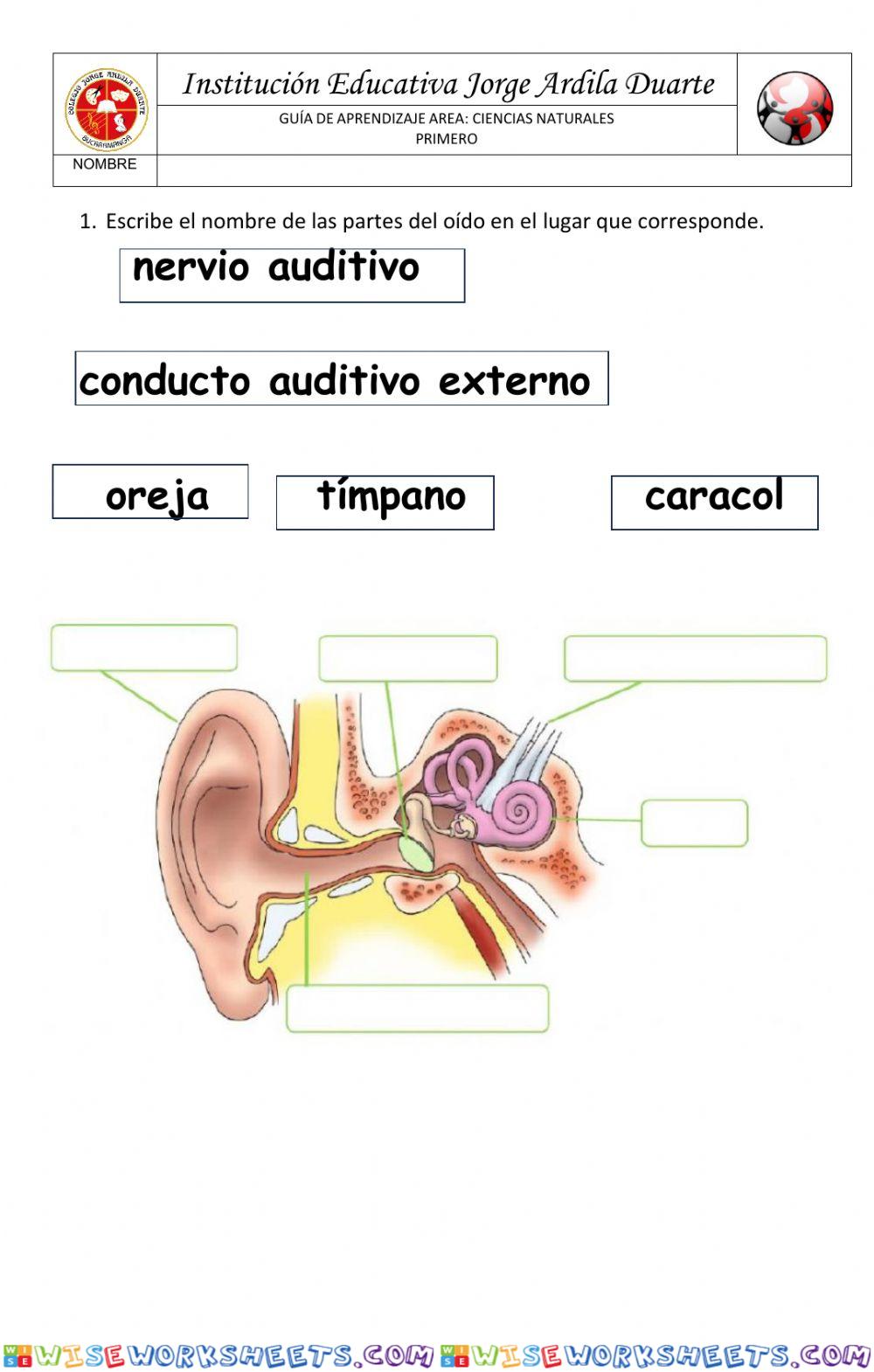 El oído