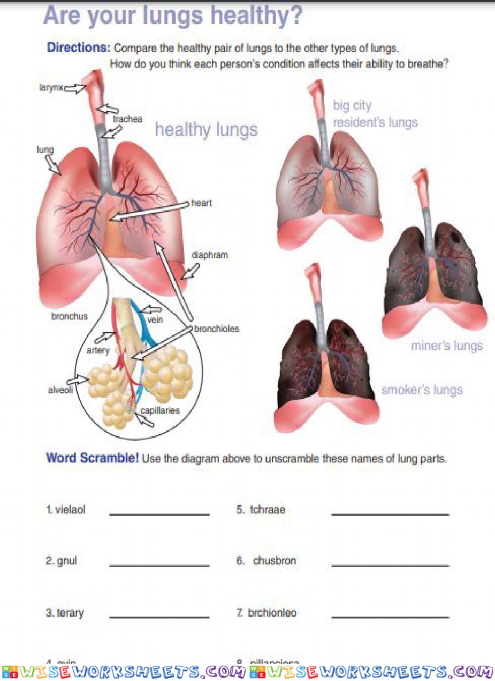 The Respiratory System