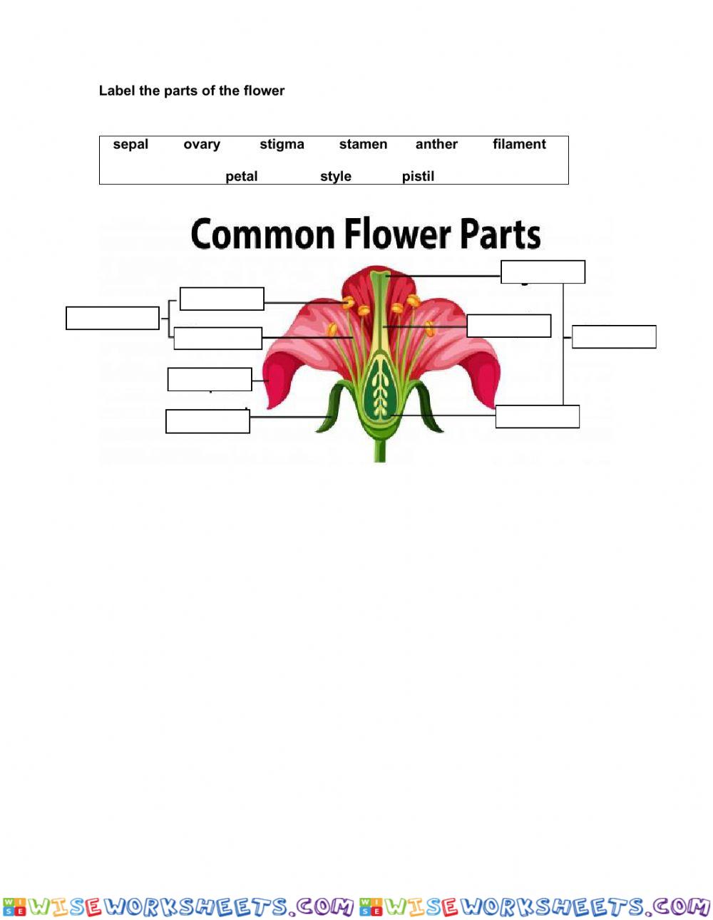 Parts of the flower