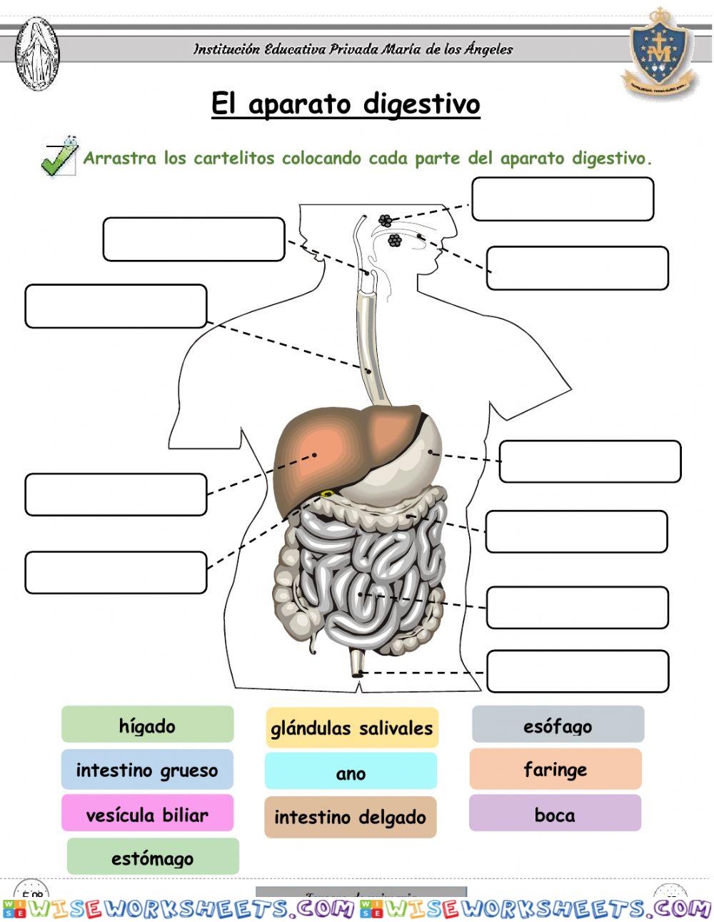 La digestión y el aparato digestivo
