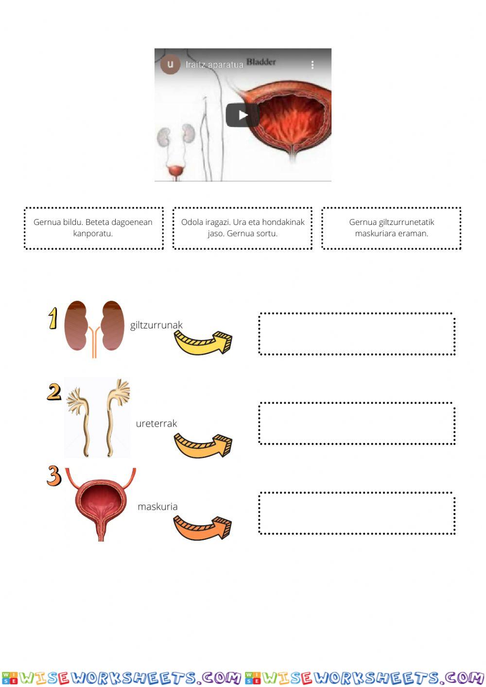 worksheet