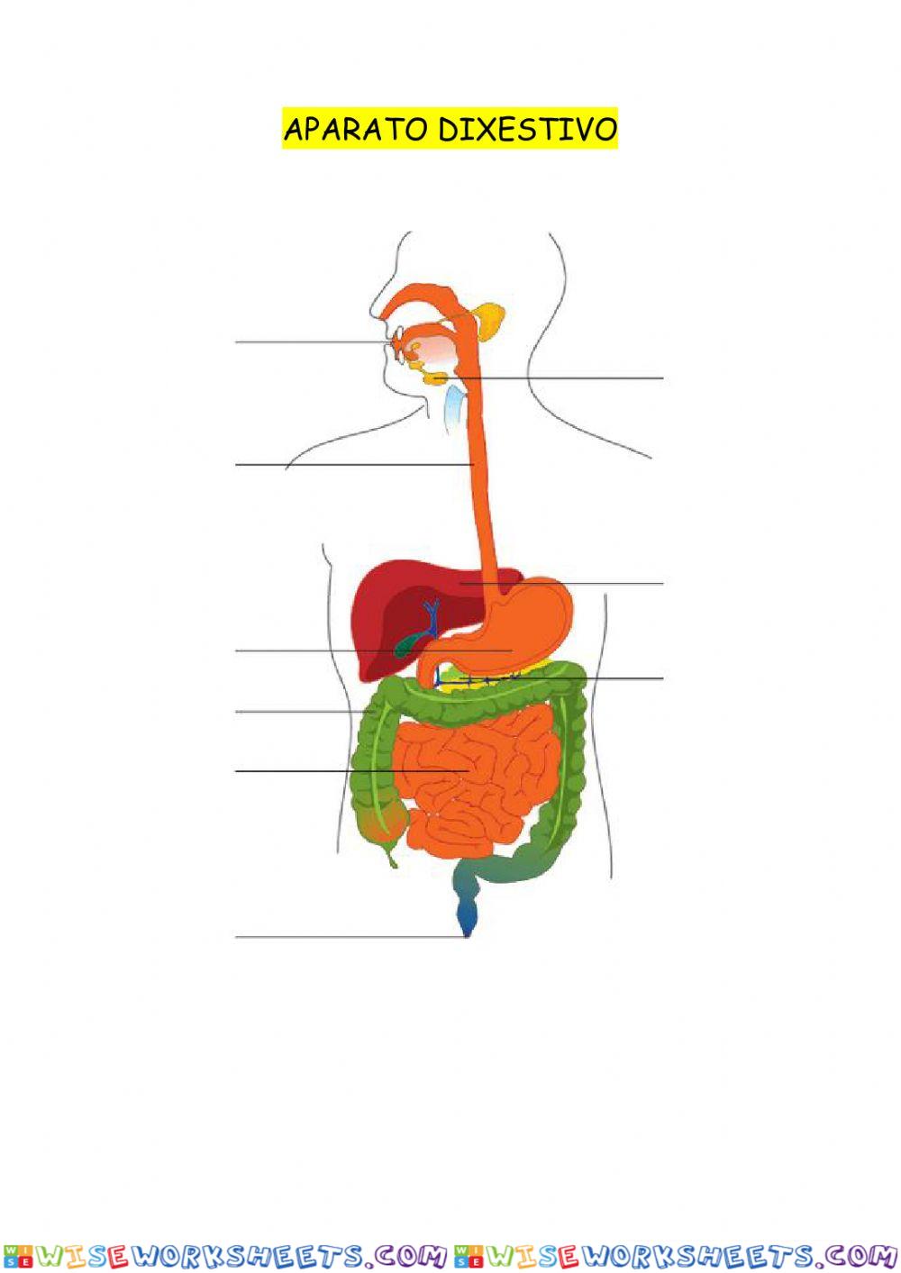 A función de nutrición no ser humano