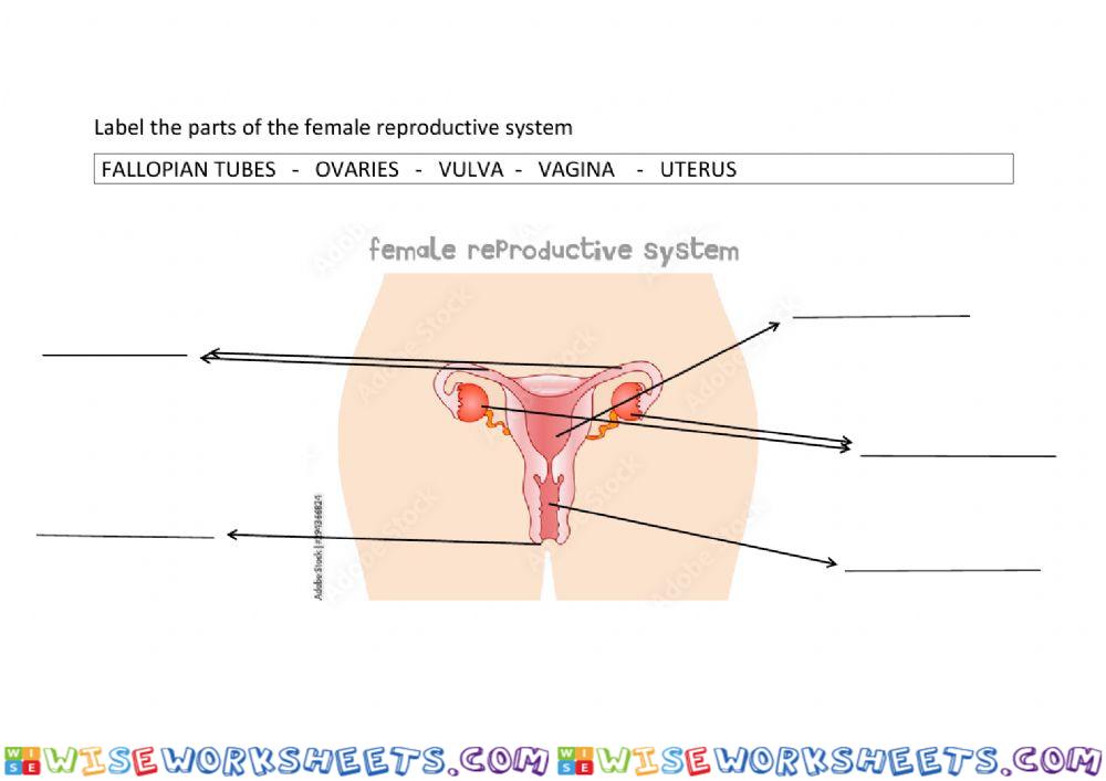 Female reproductive system