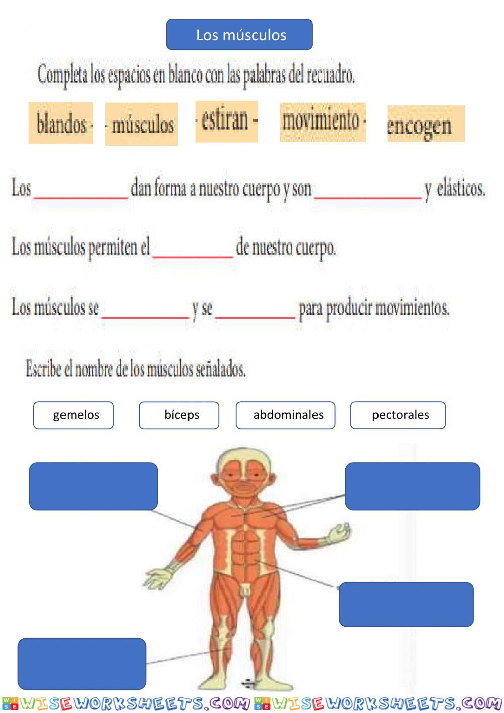 Los Musculos