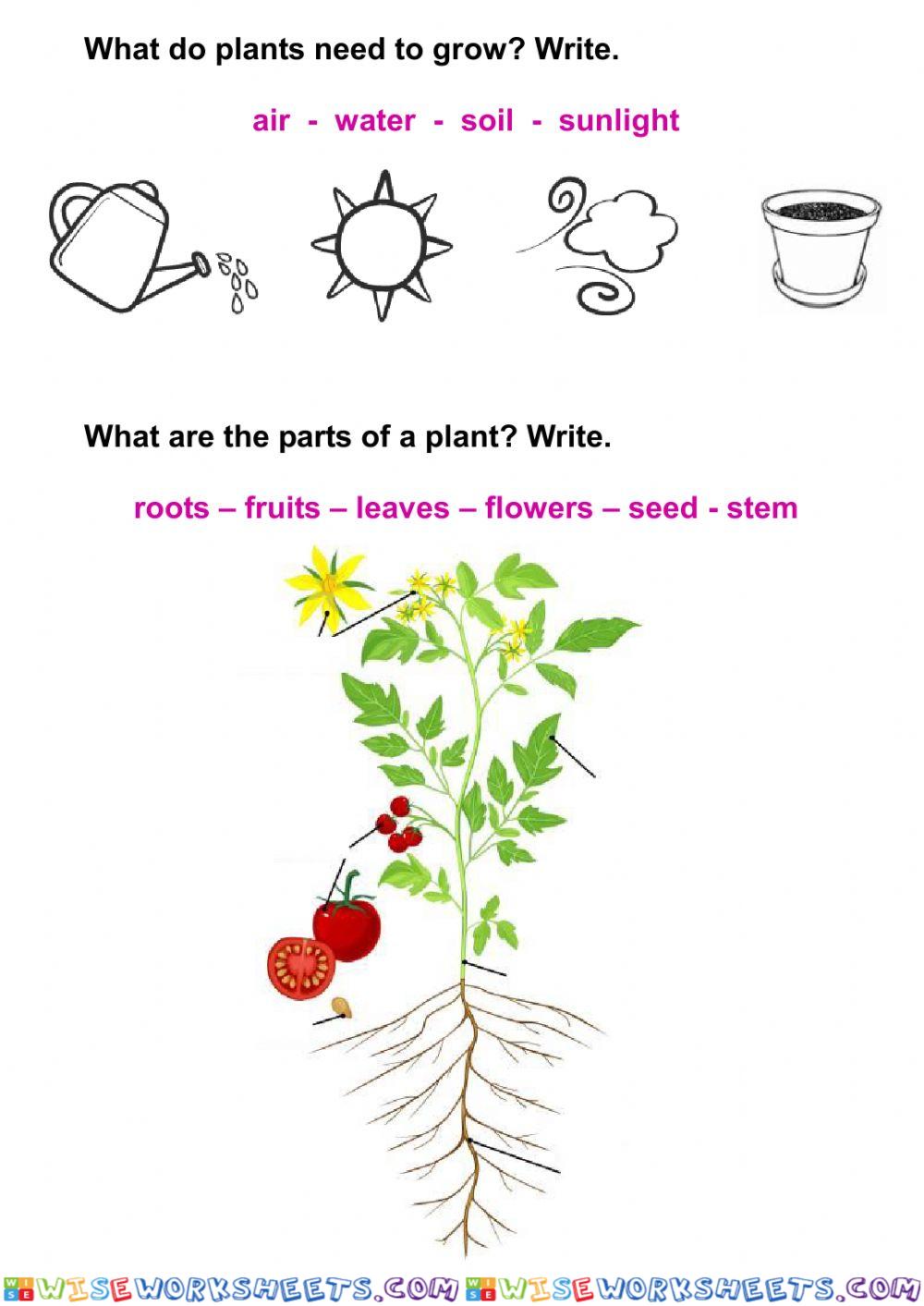 worksheet