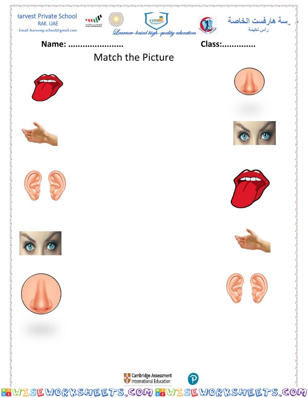 5 senses