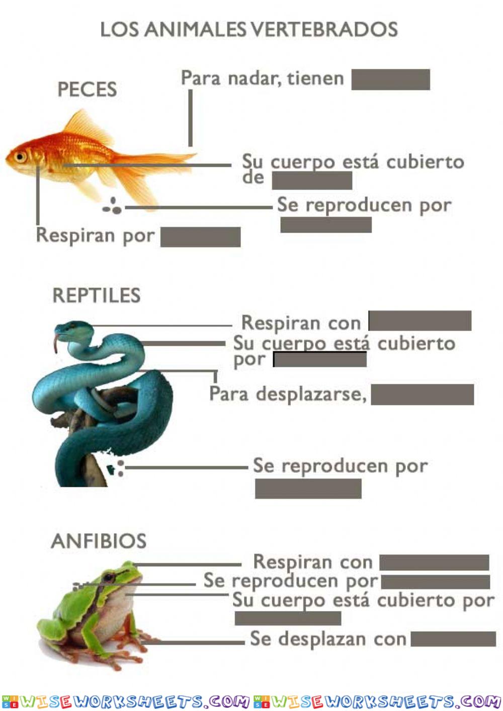 Vertebrados 1