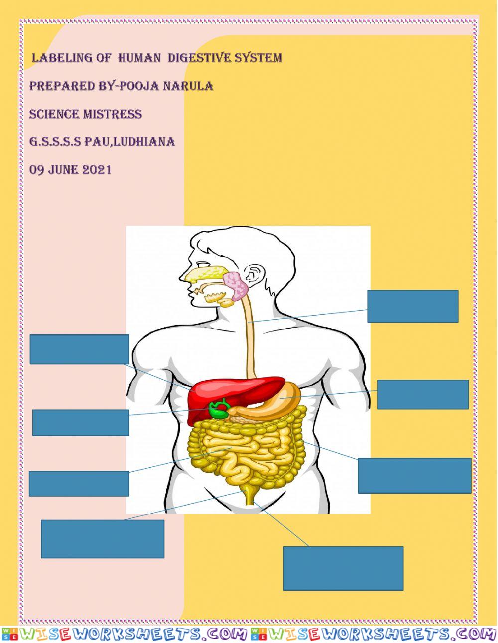 Labeling of human digestive system