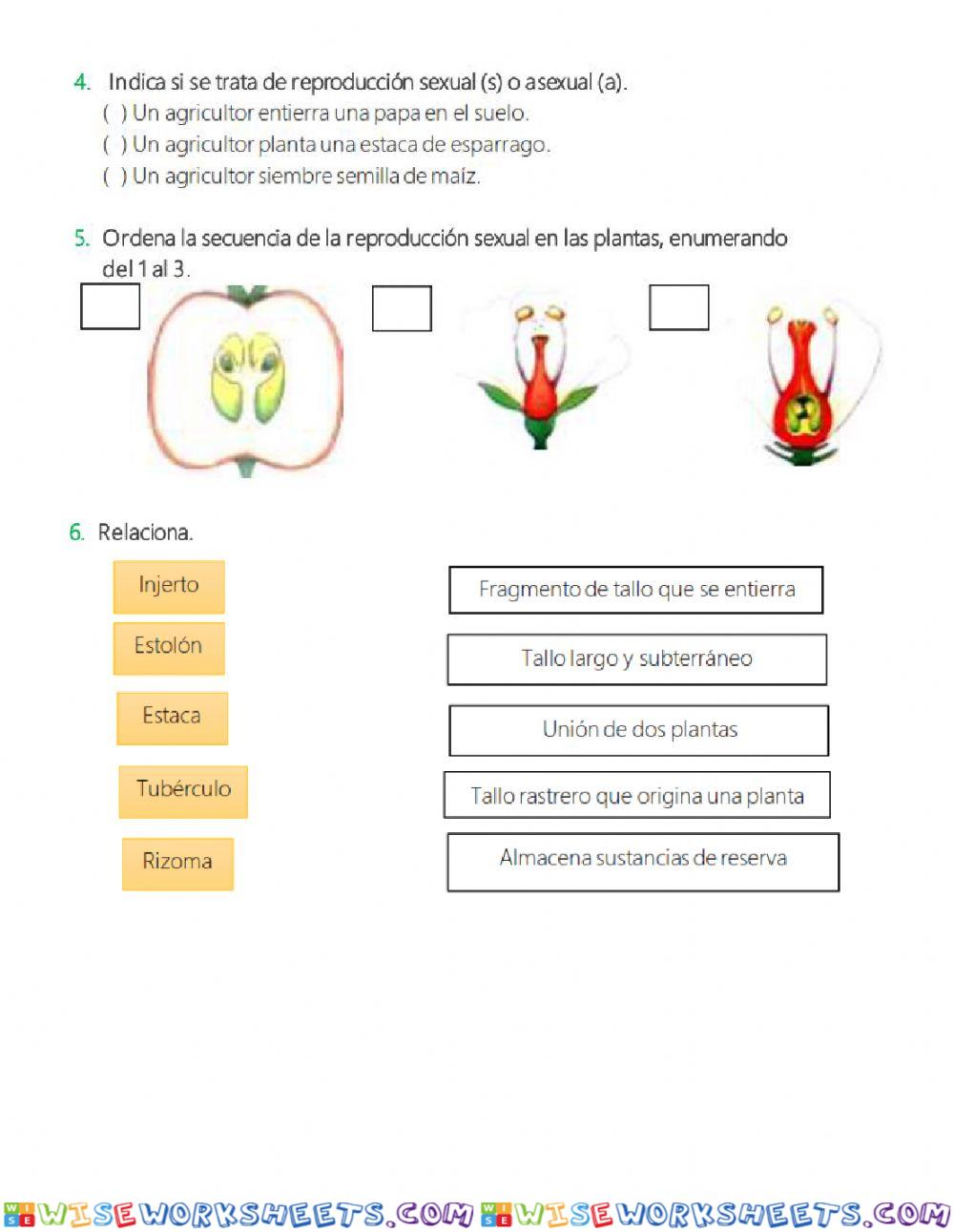 worksheet