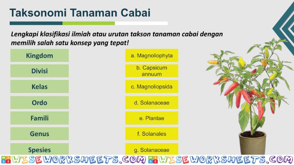 worksheet