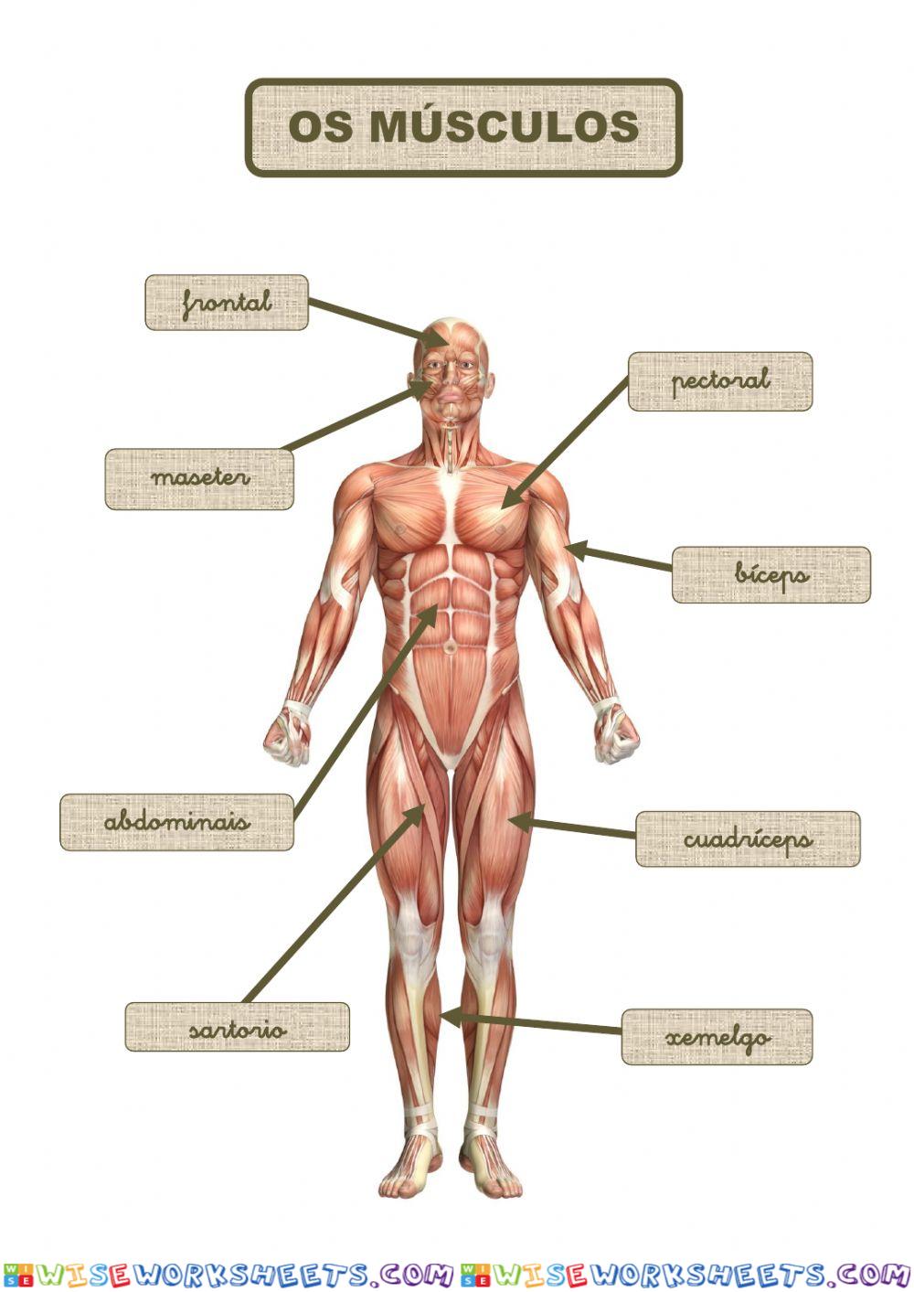 OS MÚSCULOS