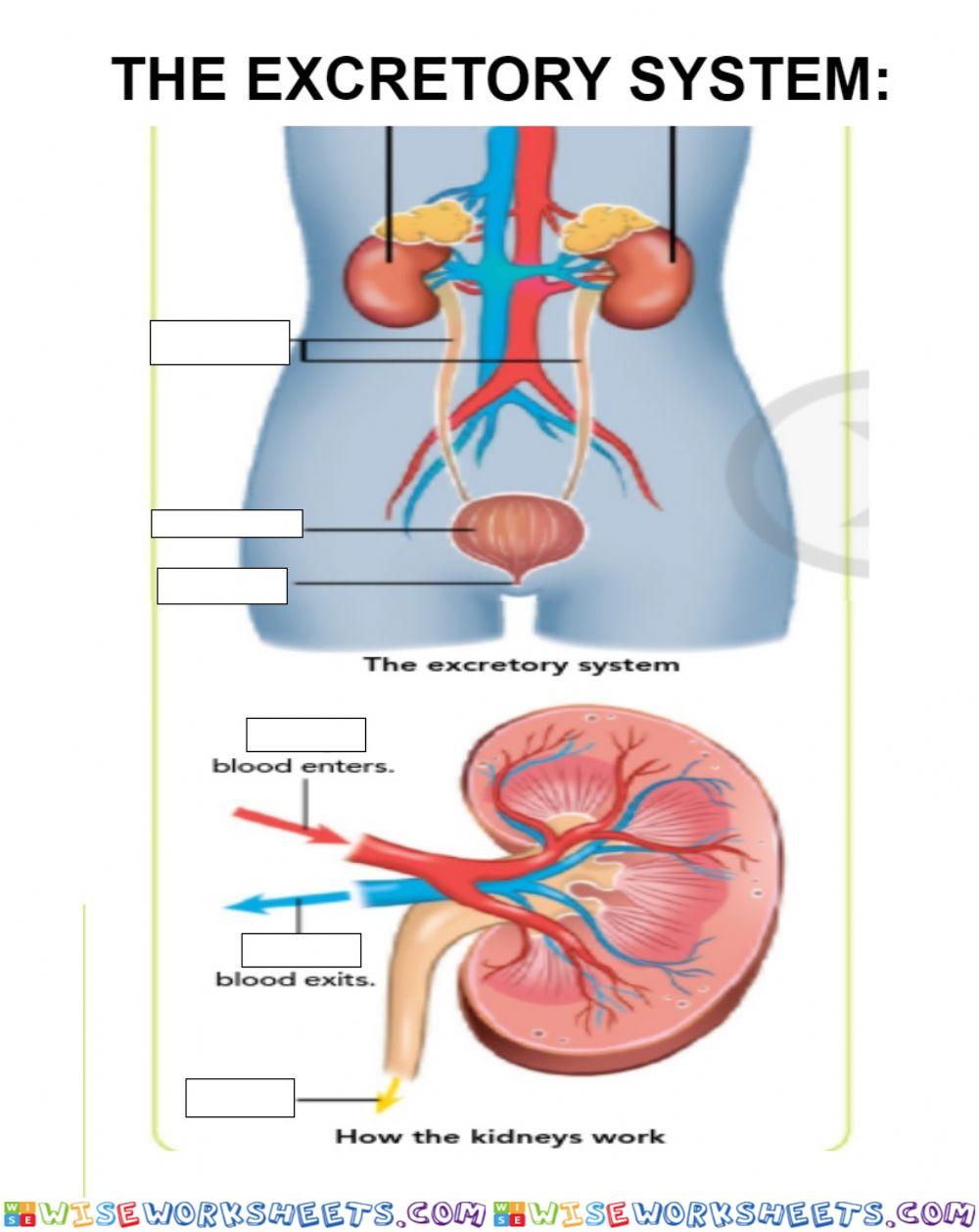 The excretory system