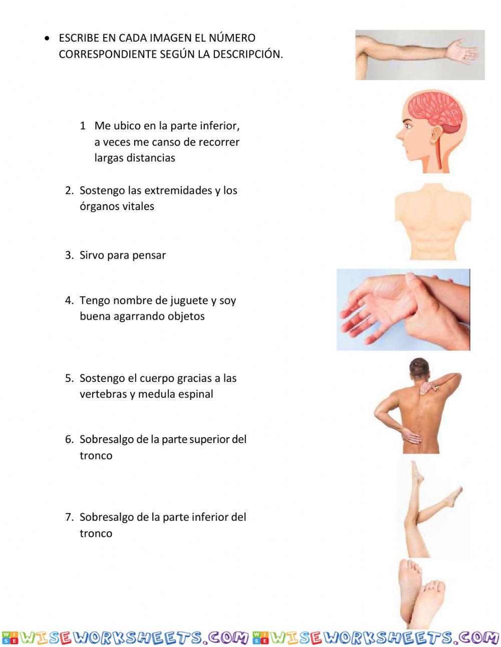 Reconozco algunas funciones de mi cuerpo