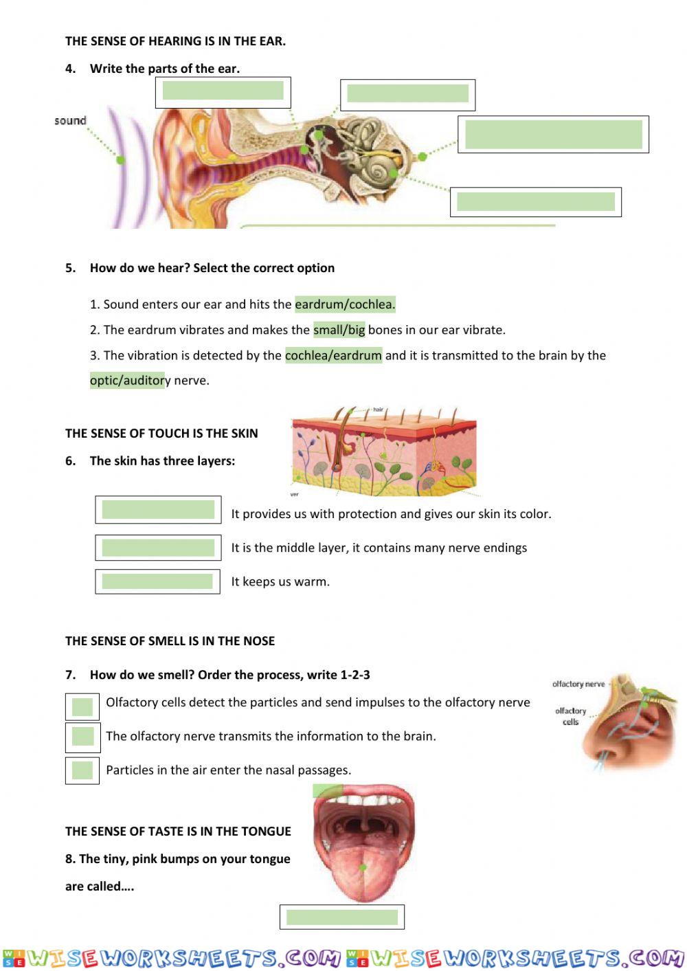 worksheet