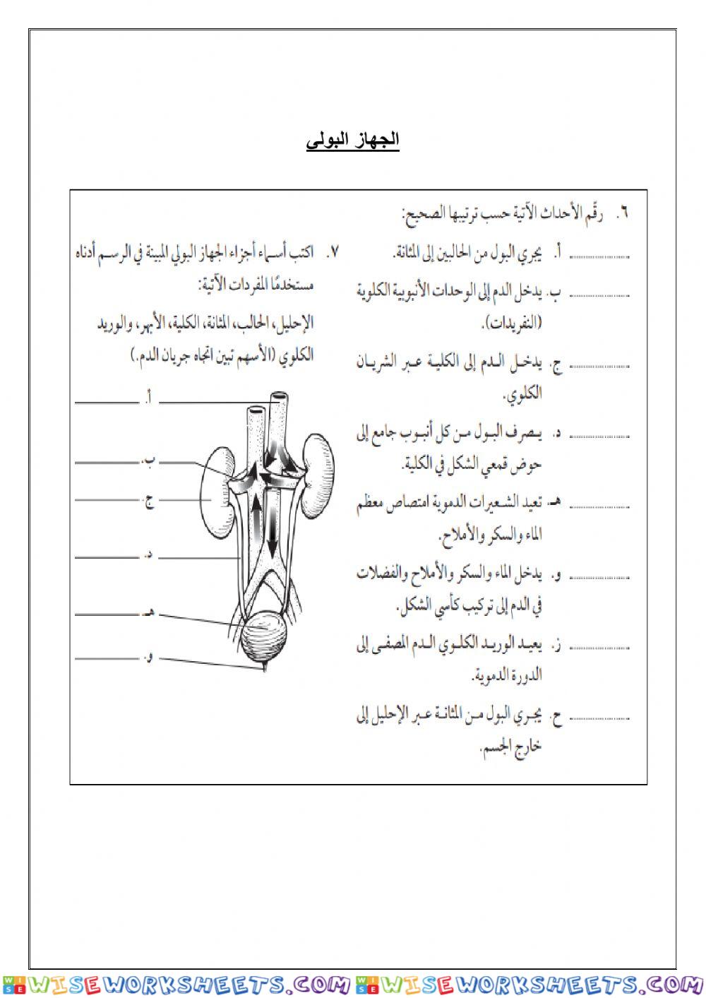 اعضاء الجهاز البولي2