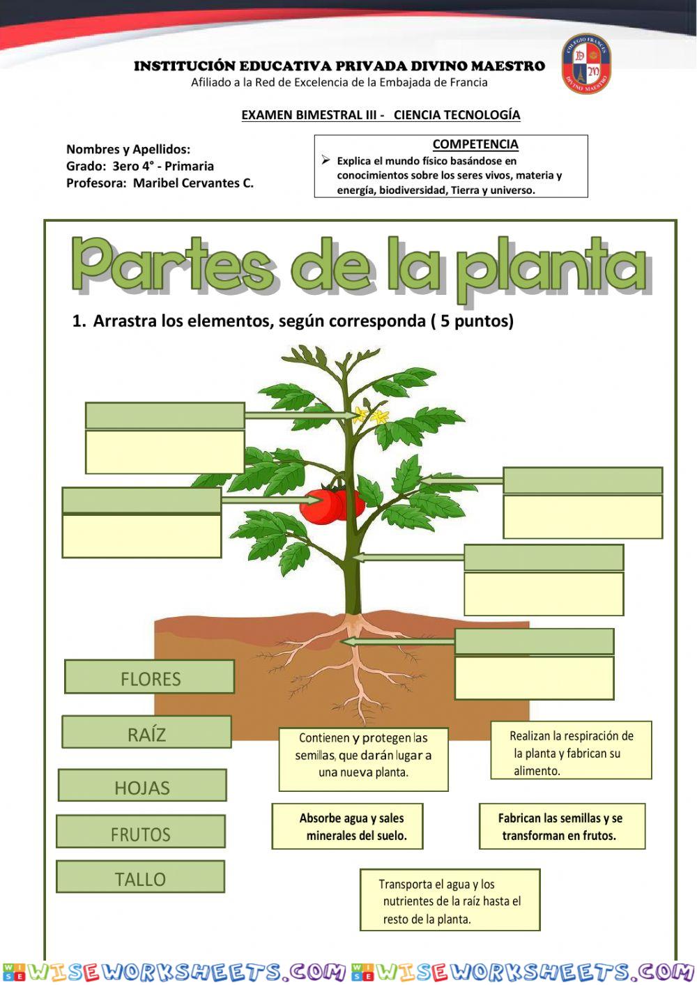 Examen Bimestral