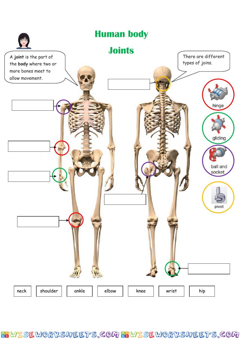 Human joints