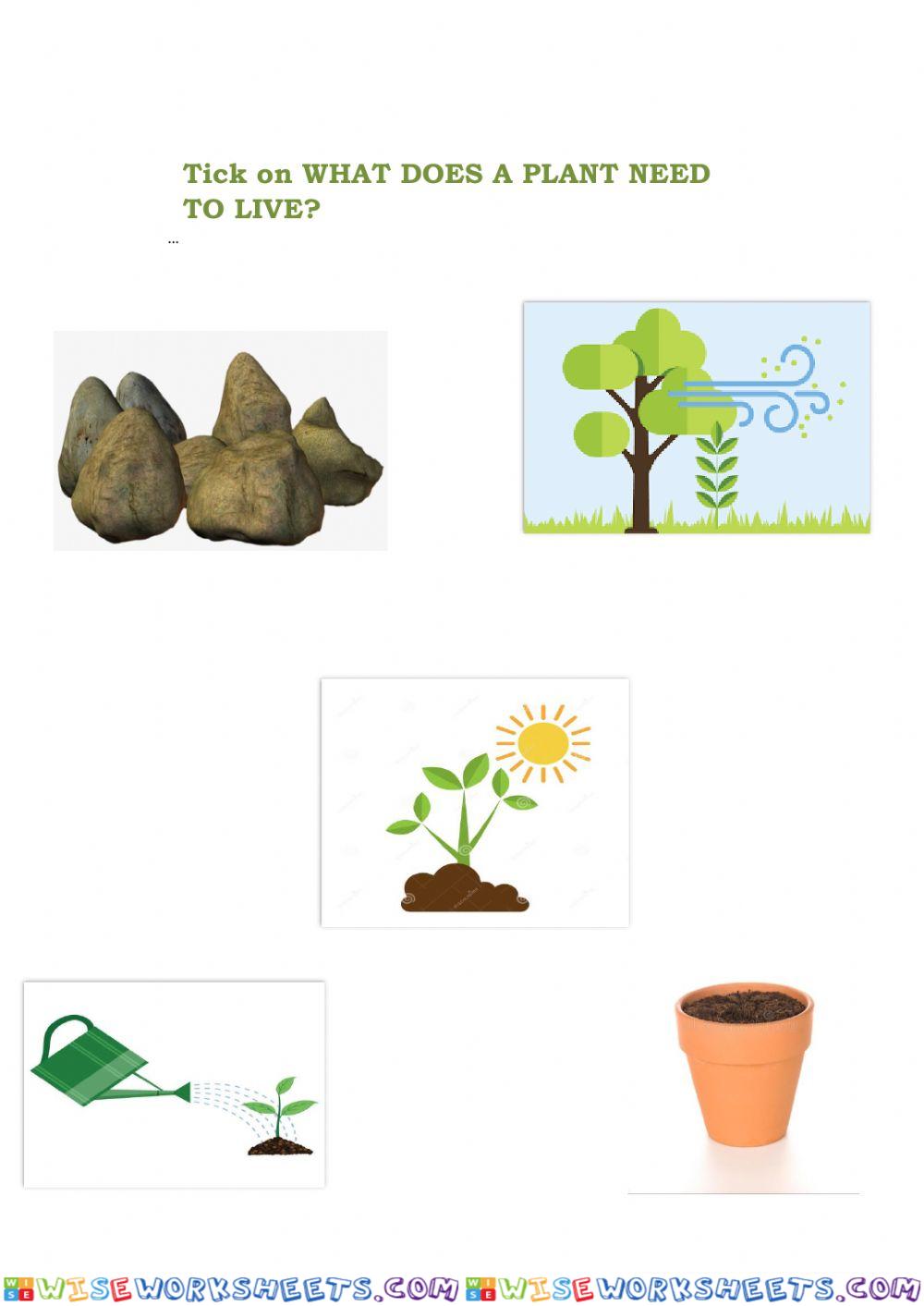 Plant needs