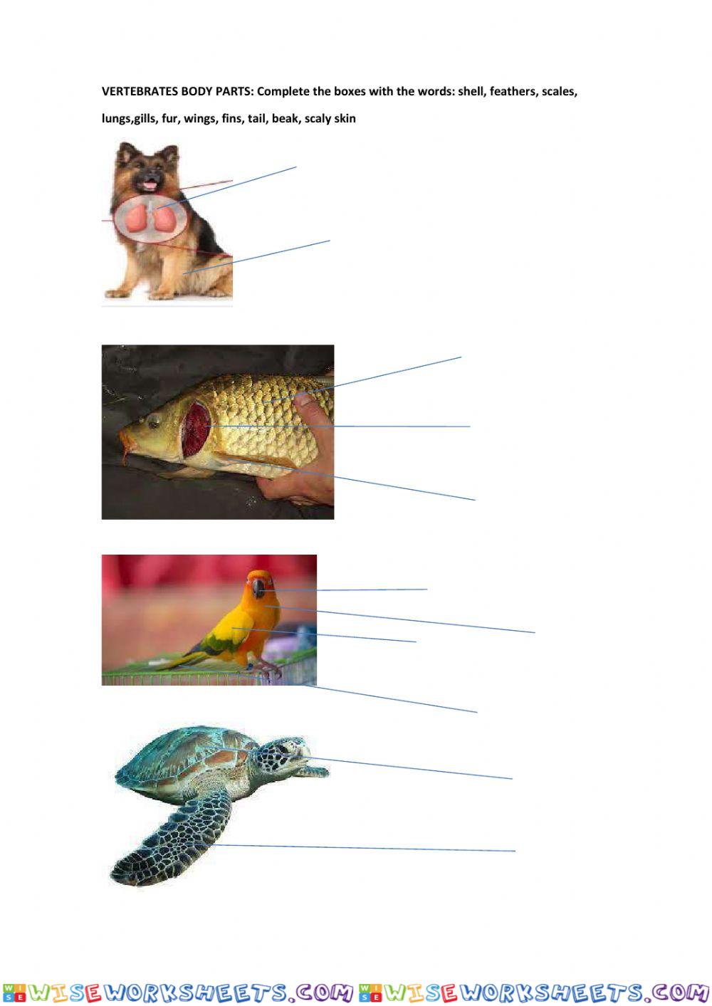 Vertebrates body parts