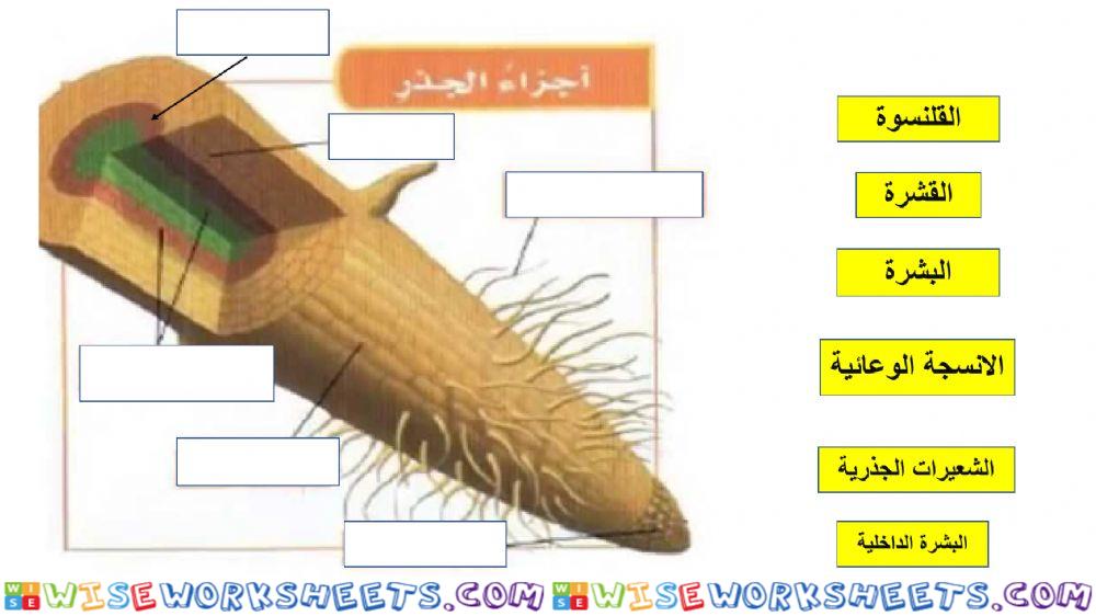 ورقة عمل عن تركيب الجذر 1