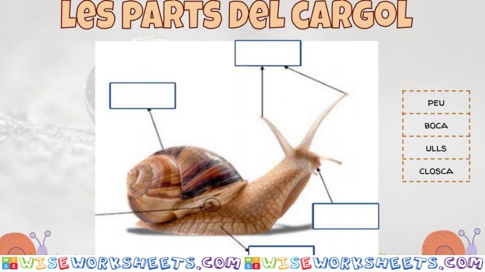 Les parts dels cargols.