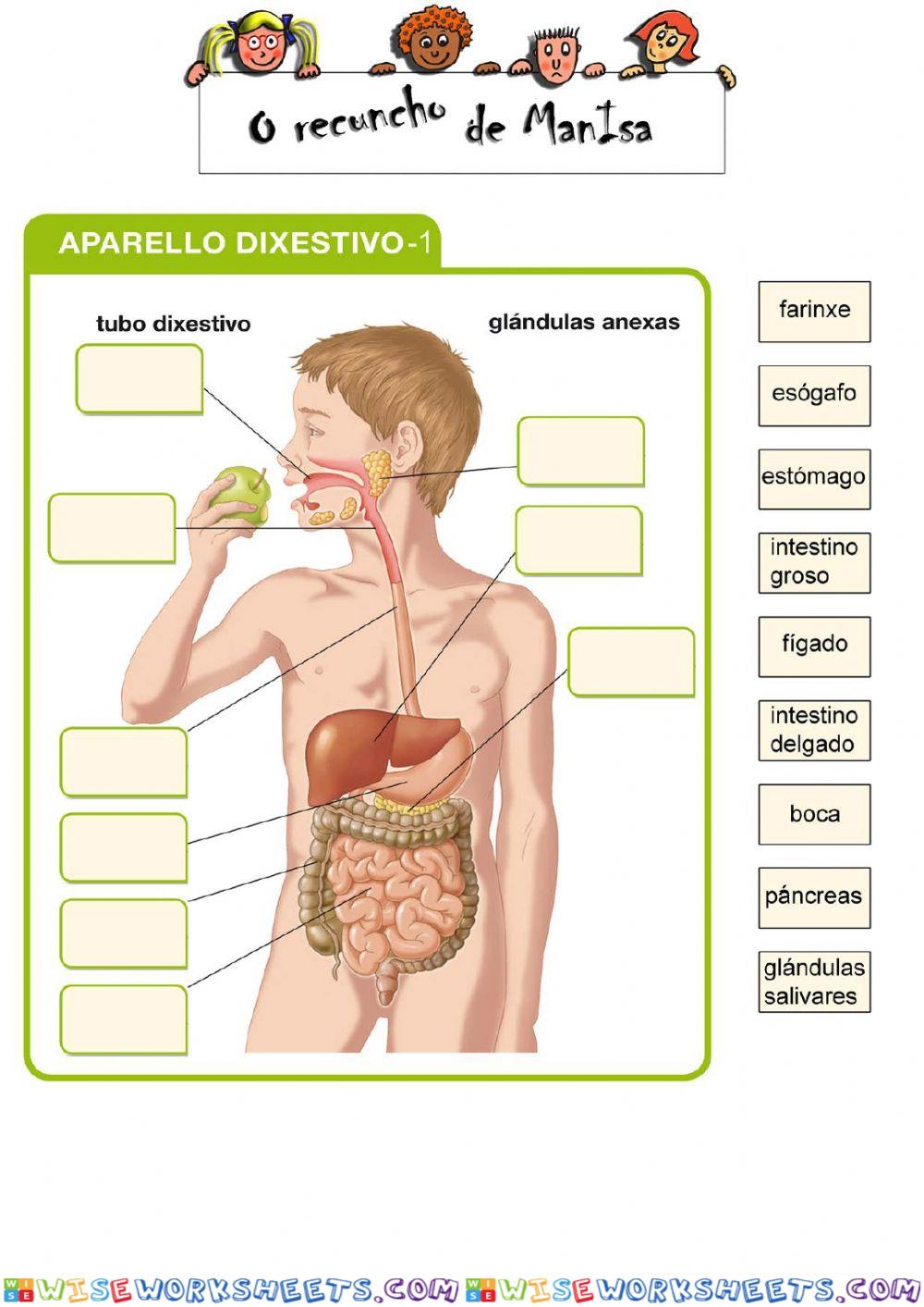 Aparello dixestivo 1