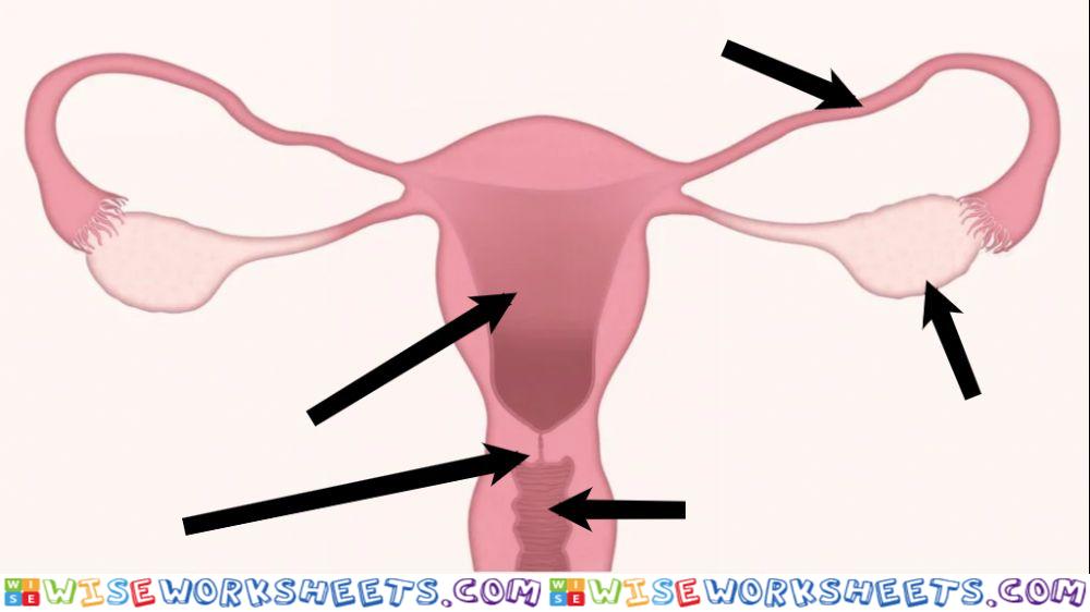 Reproductive System