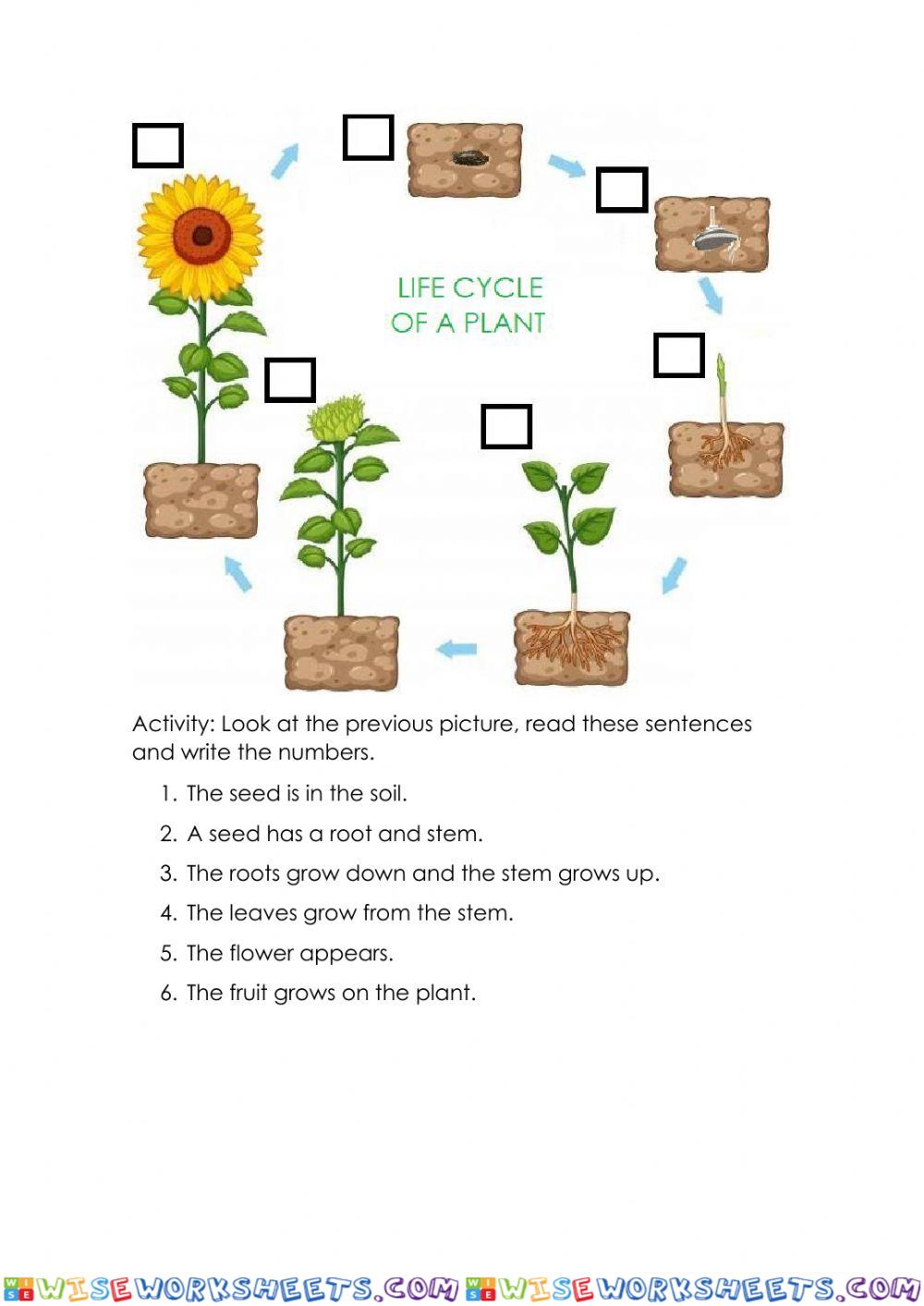 Life cycle of a plant
