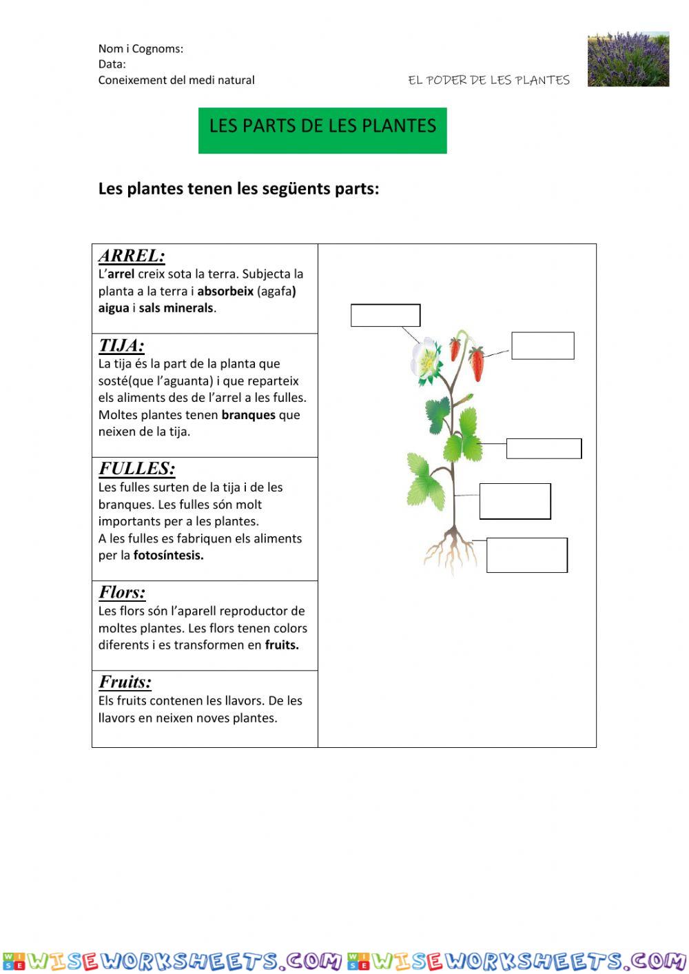 Parts de la planta