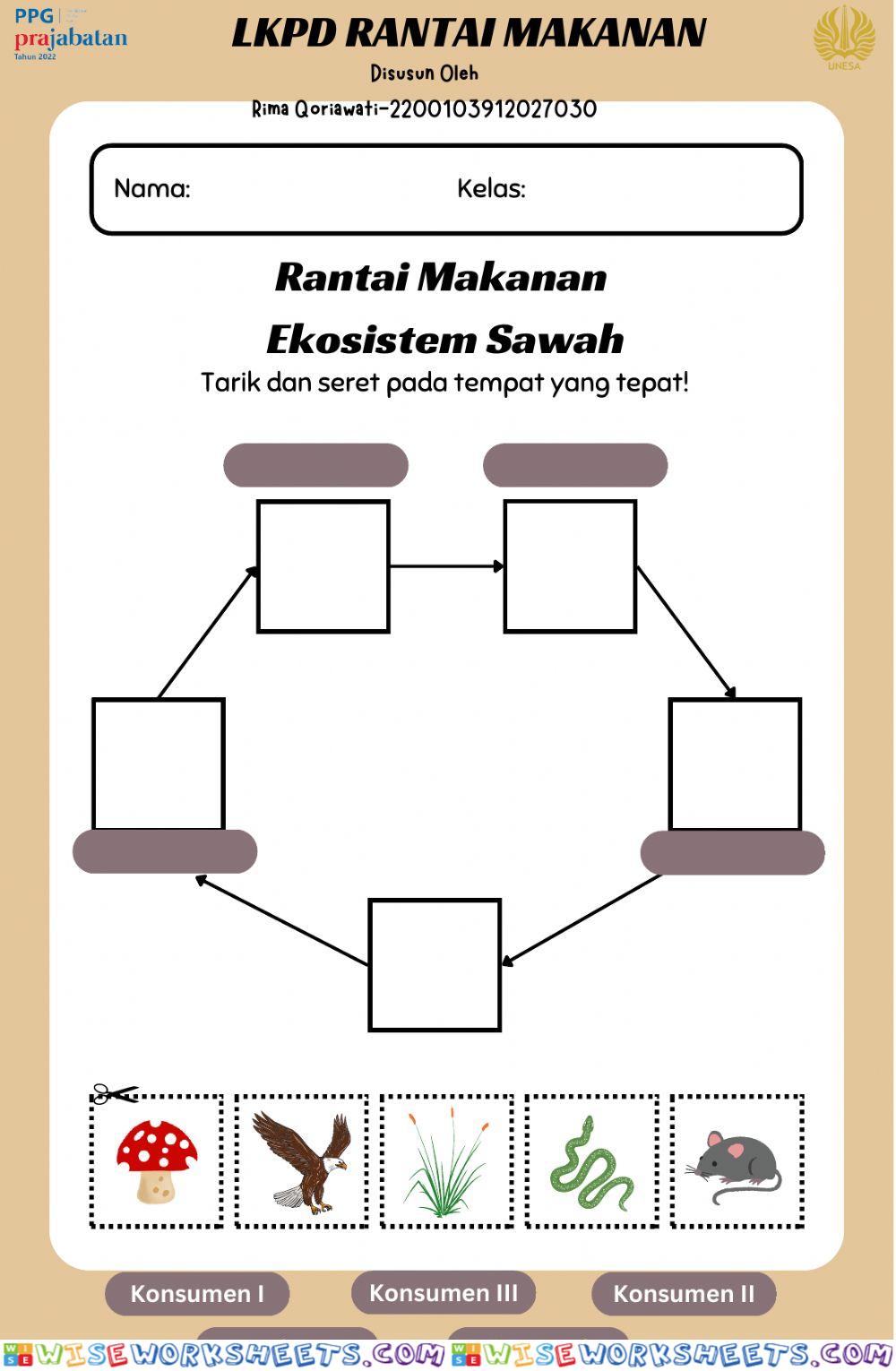 Rantai Makanan EKosistem Sawah