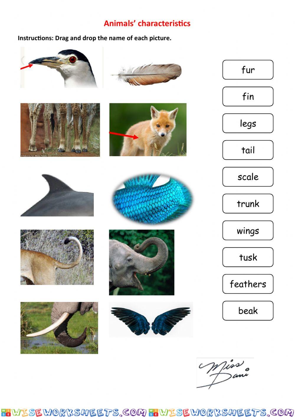 Animals Characteristics