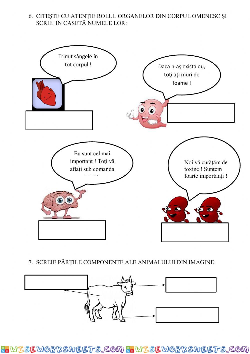 worksheet