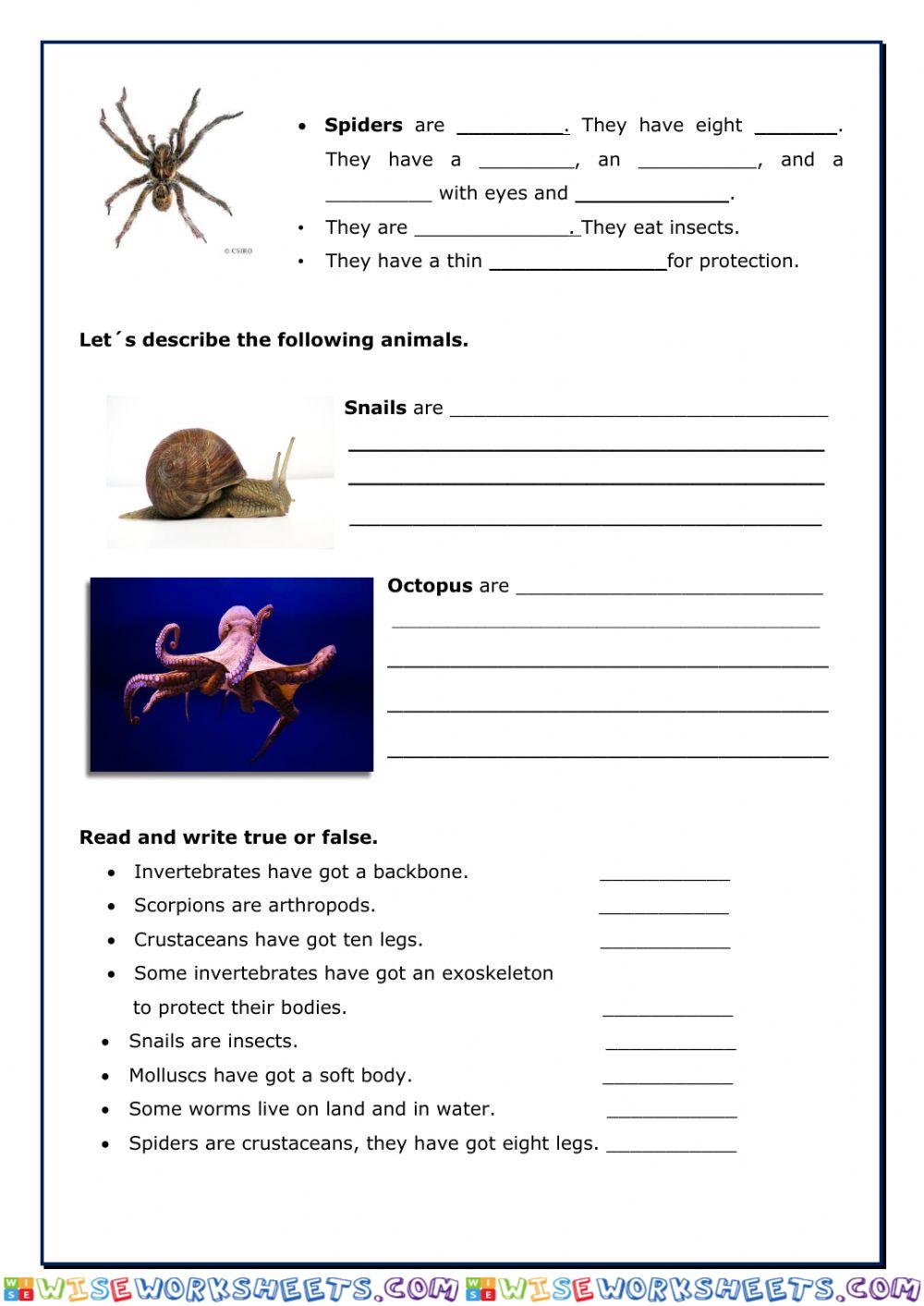 worksheet