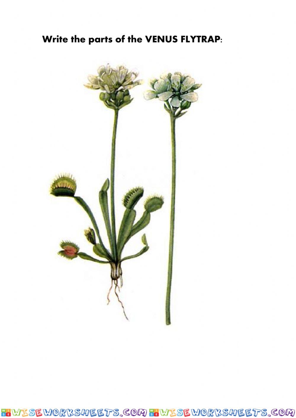 Parts of a venus flytrap