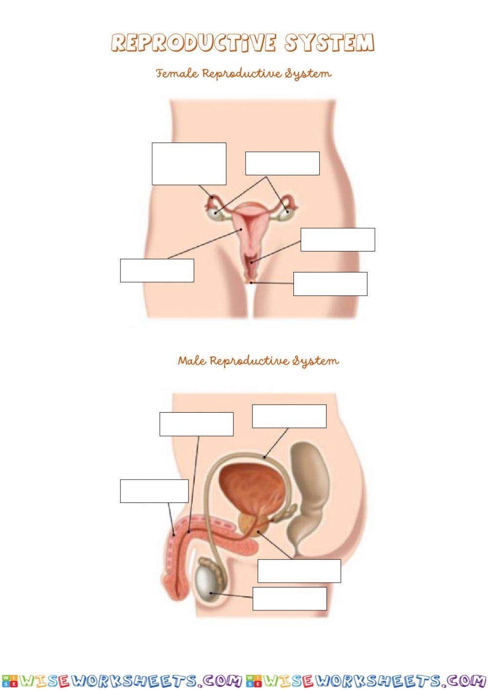 Reproductive systems