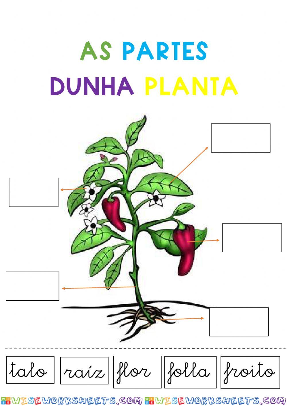 As partes dunha planta