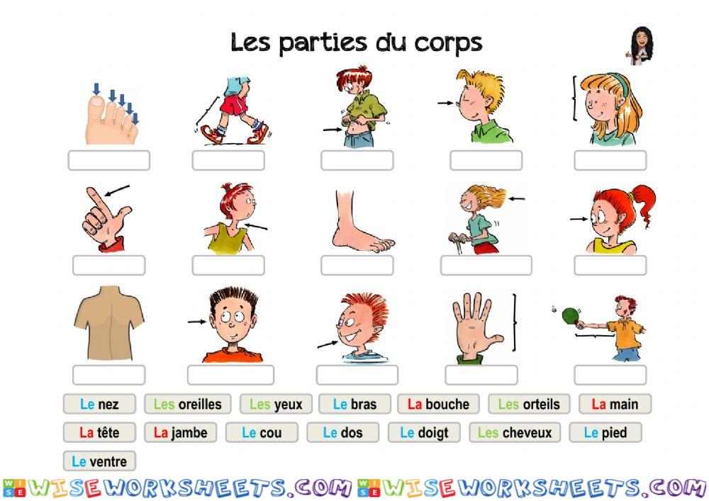 Les parties du corps