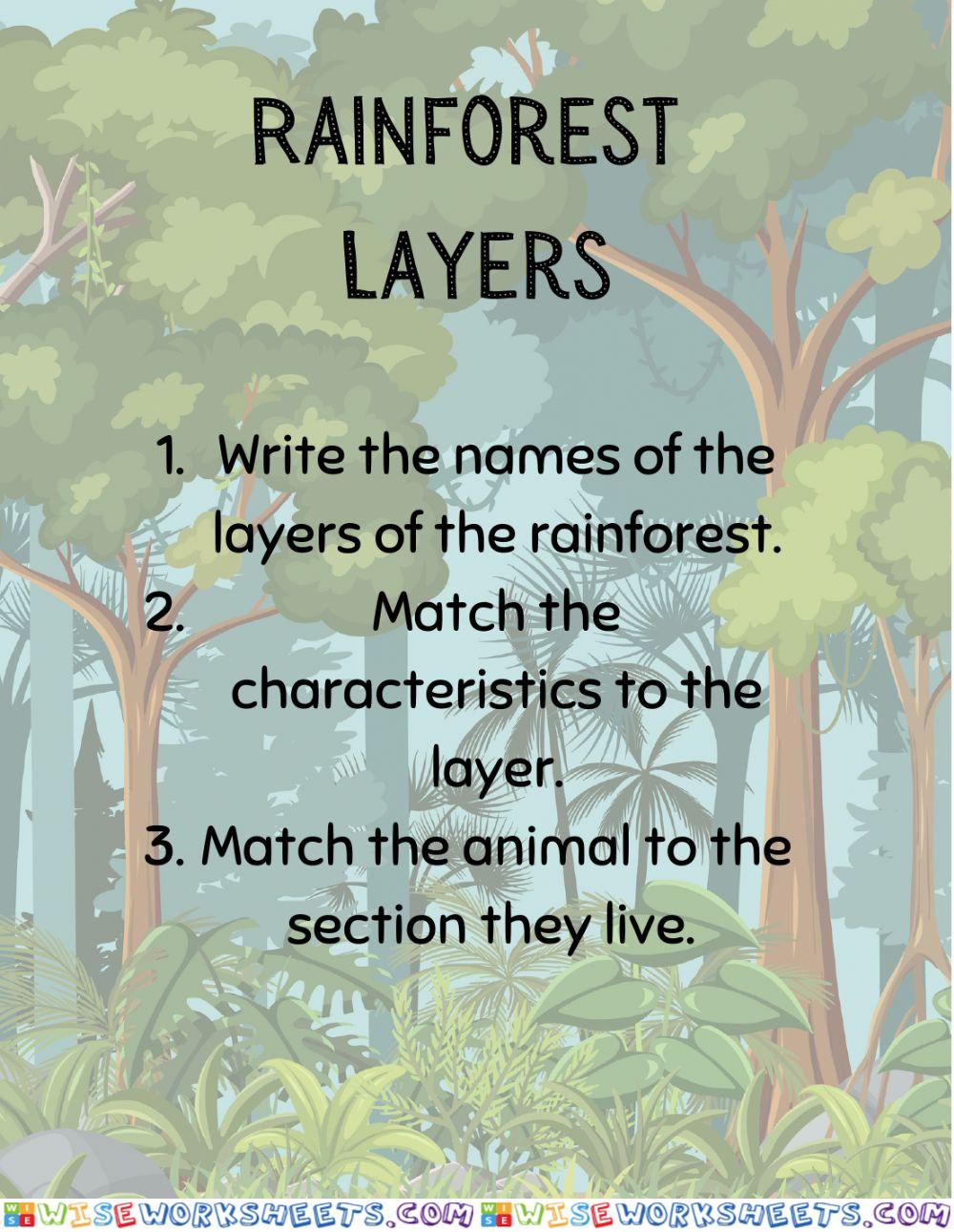 Rainforest Layers