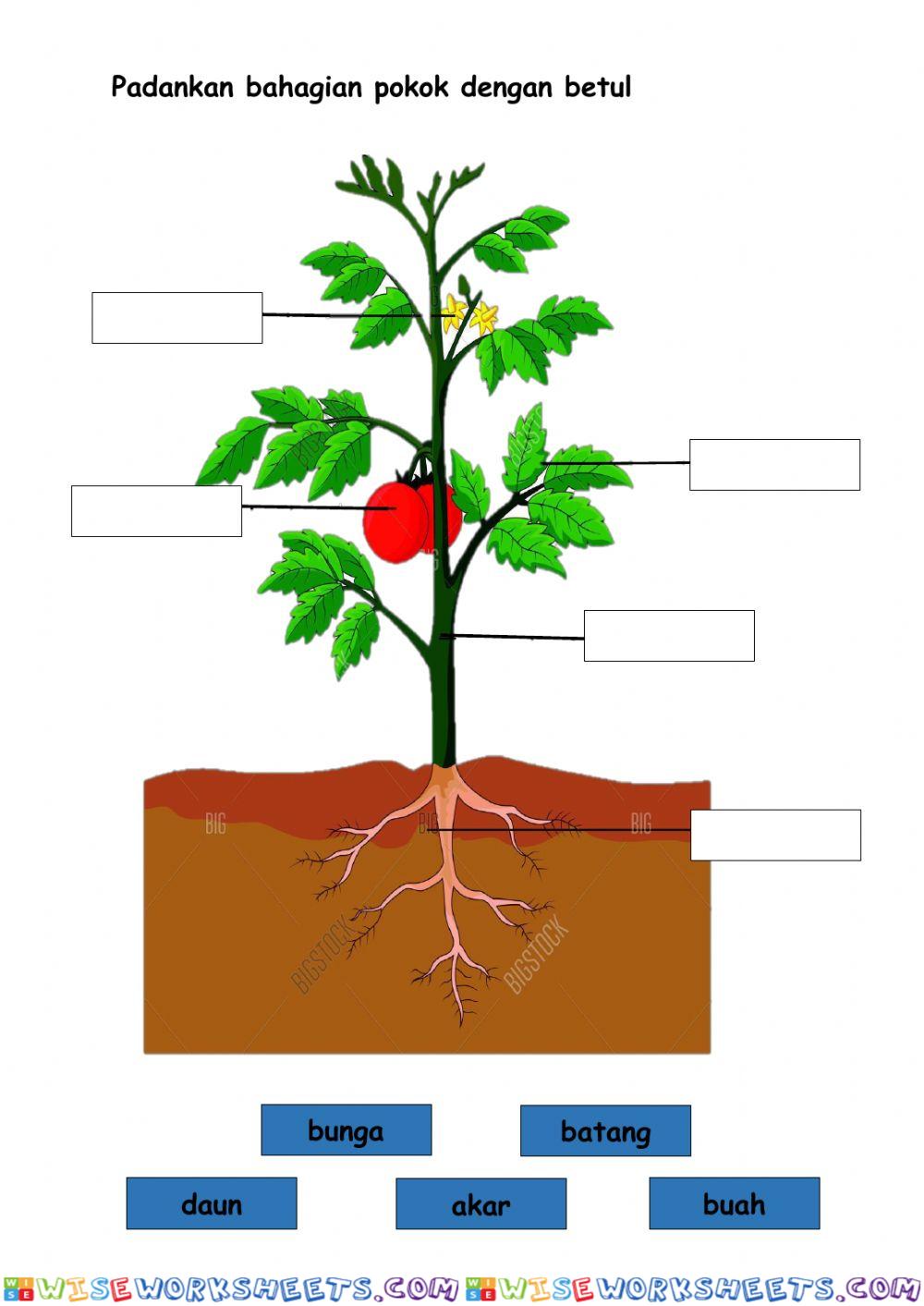 Bahagian pokok