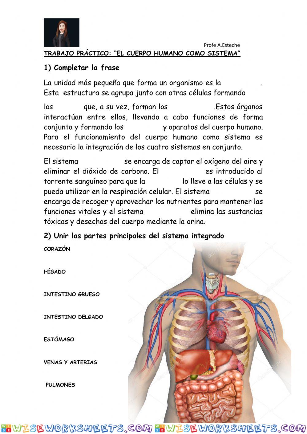 Cuerpo humano como sistema